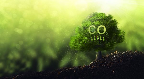 تنفس گیاهان با دی اکسید کربن